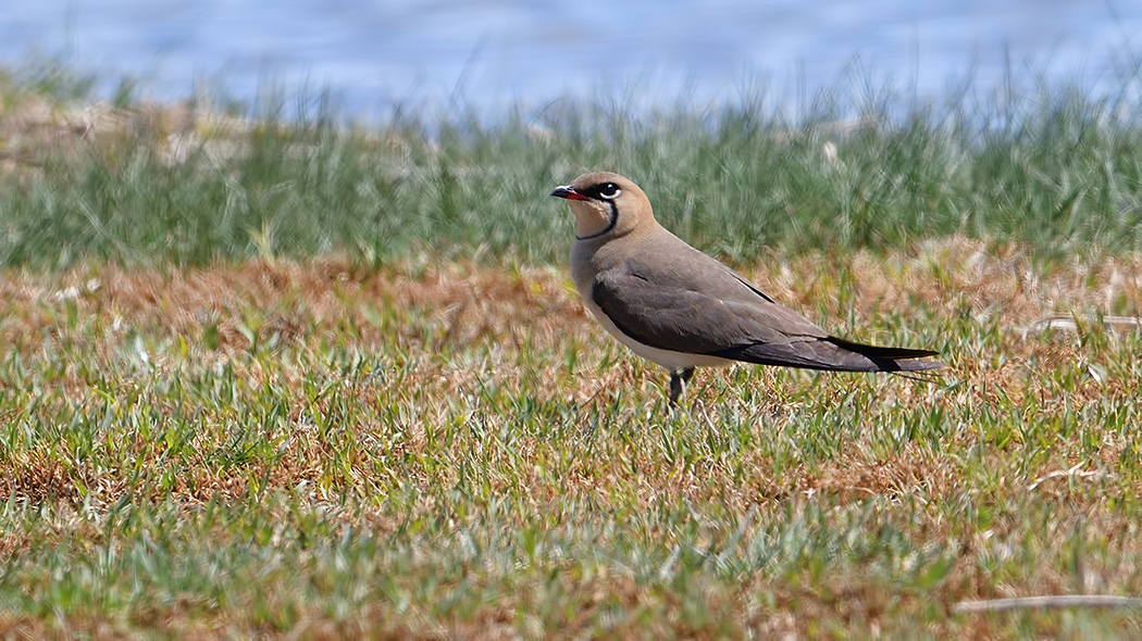 Collared Pratincole