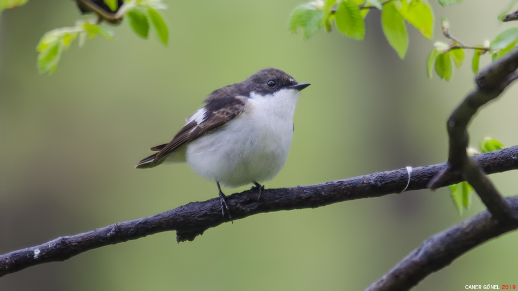 European Pied Flycatcher