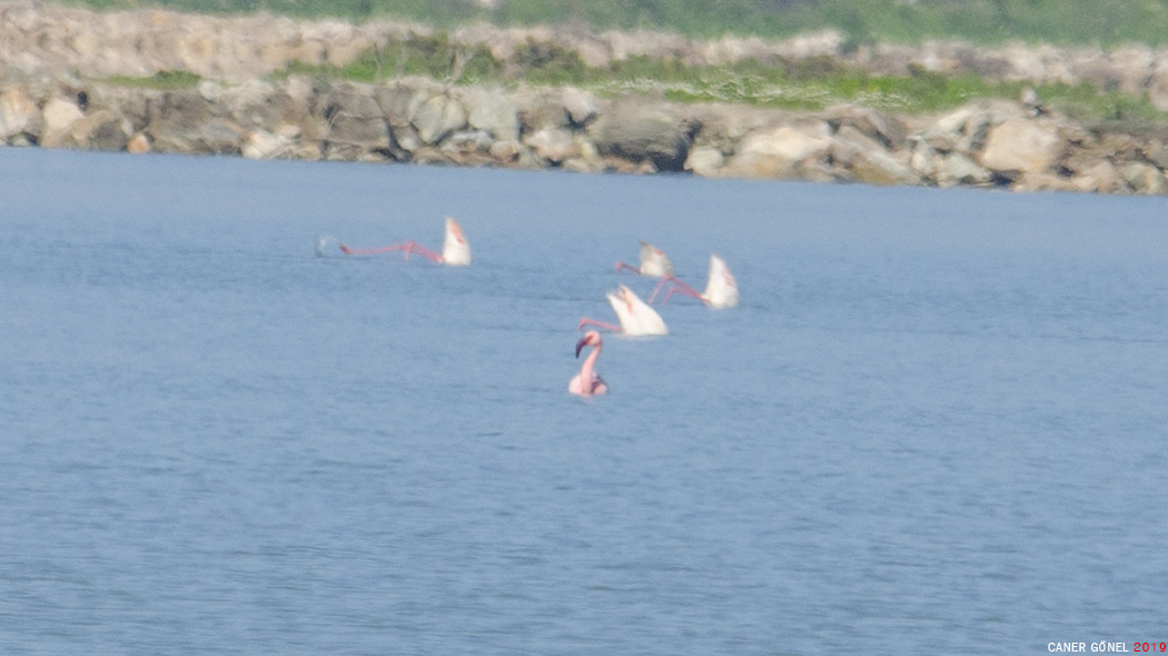 Lesser Flamingo