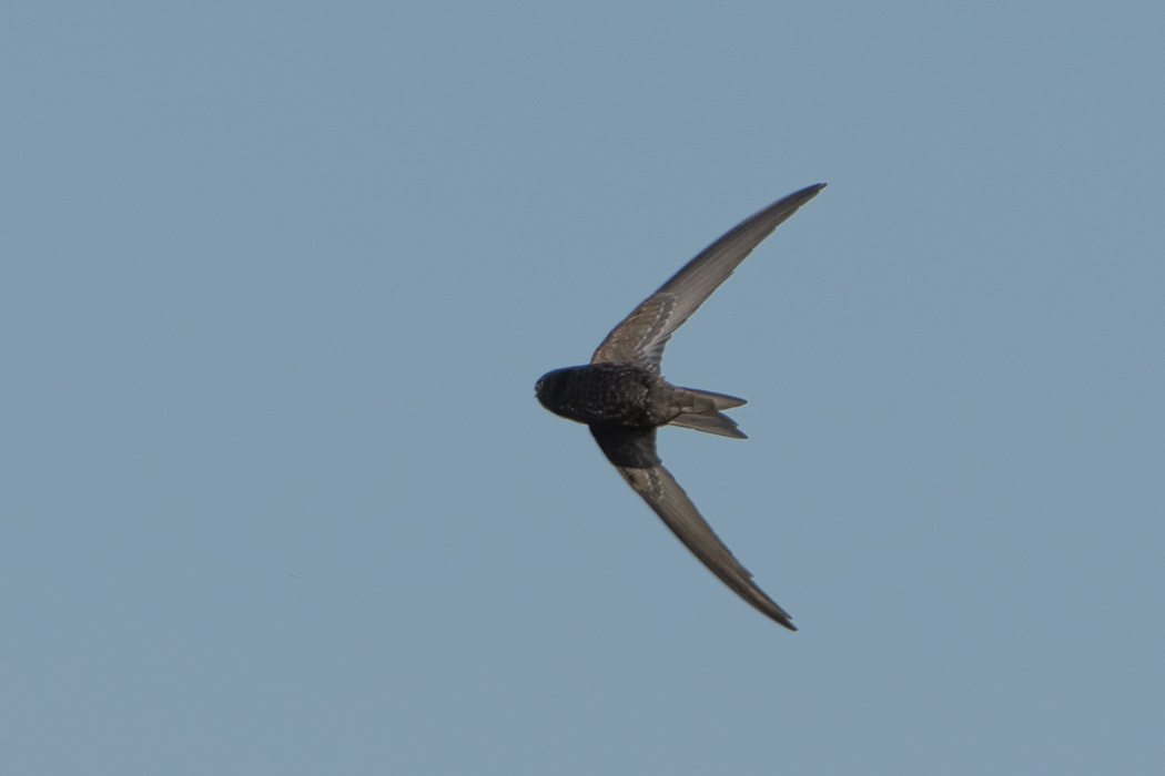 Common Swift