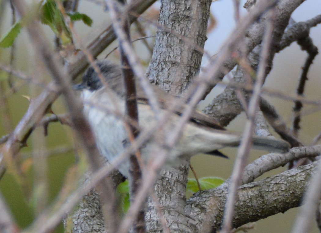 Eastern Orphean Warbler