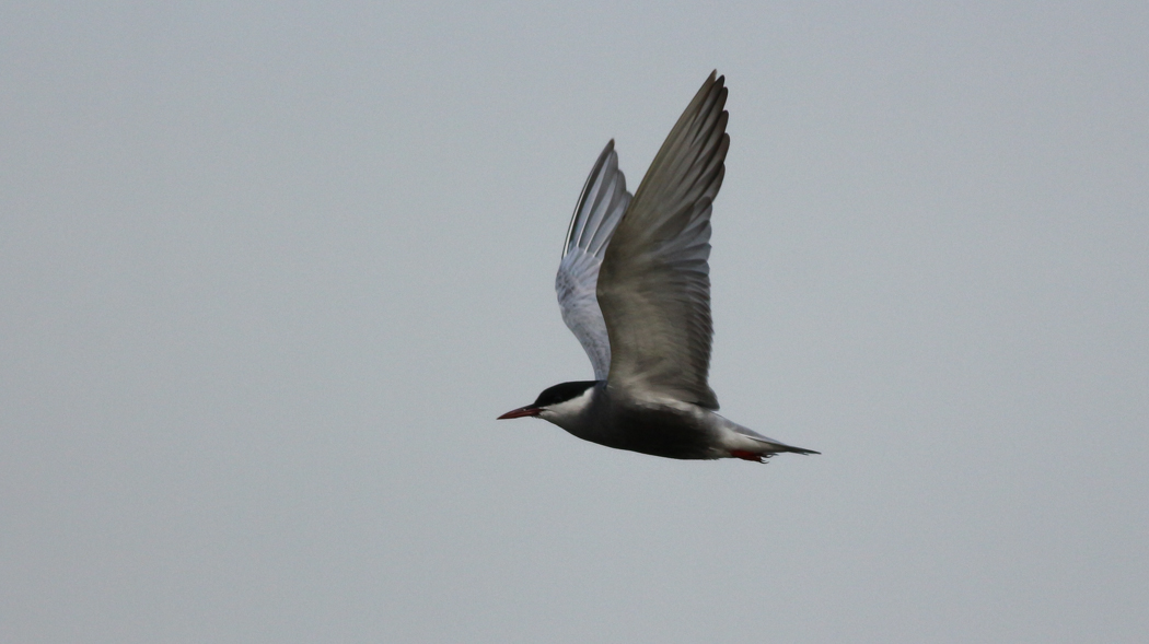 Whiskered Tern