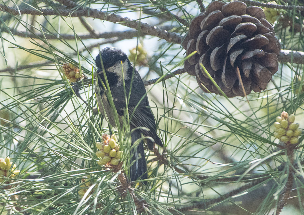 Coal Tit