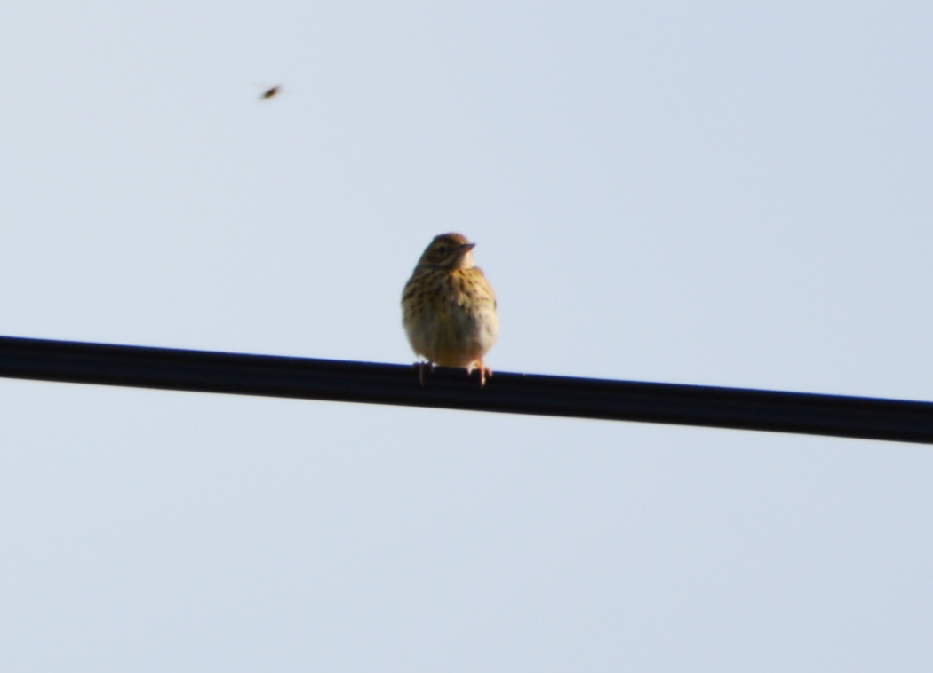 Tree Pipit