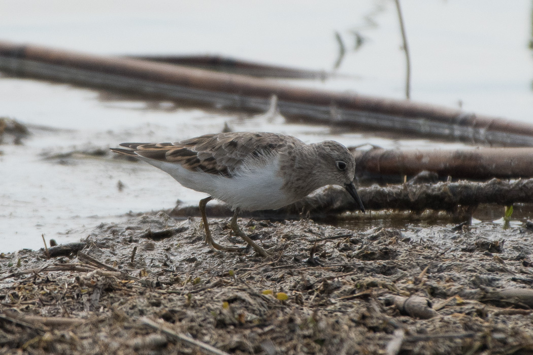 Temminck`s Stint