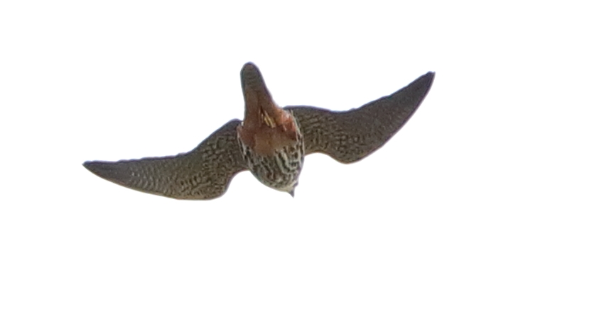 Eurasian Hobby