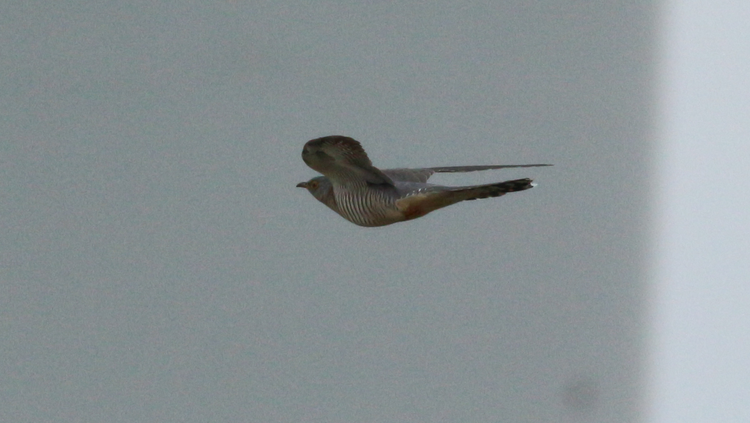 Common Cuckoo