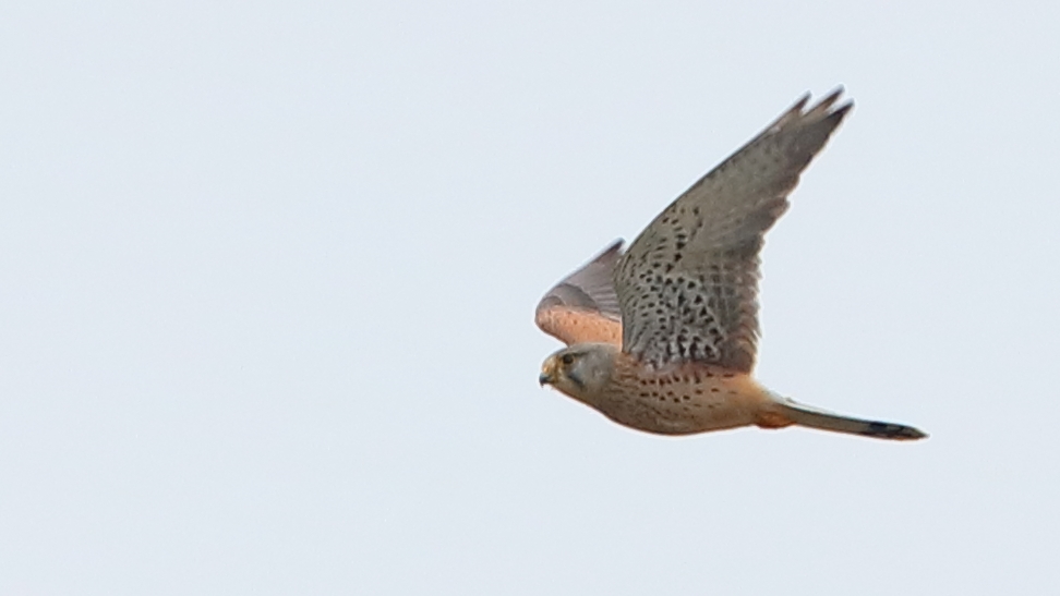 Common Kestrel