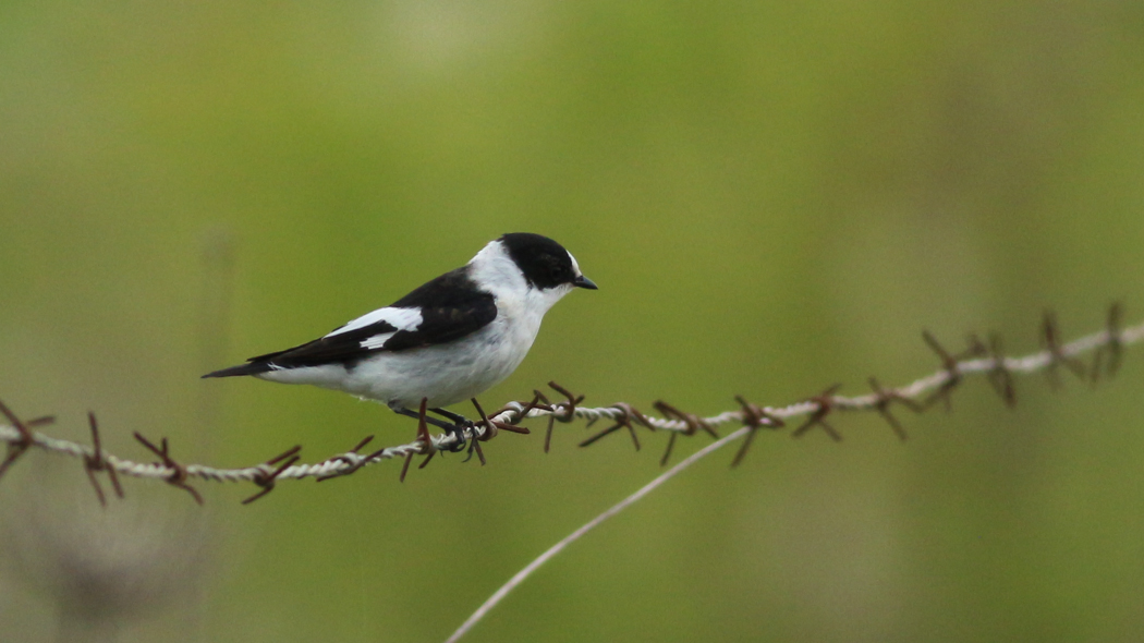 Collared Flycatcher