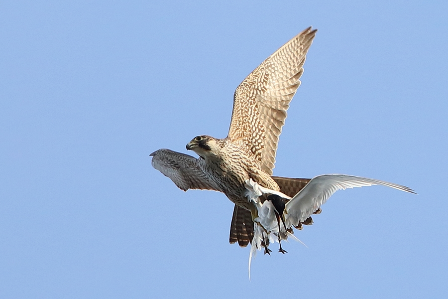 Peregrine Falcon