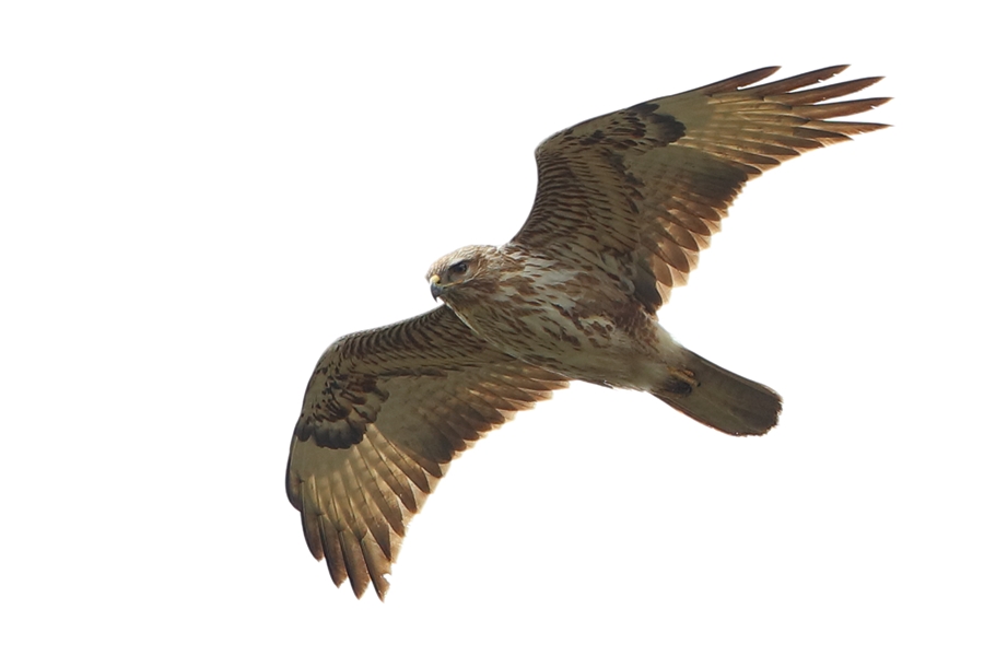 Common Buzzard