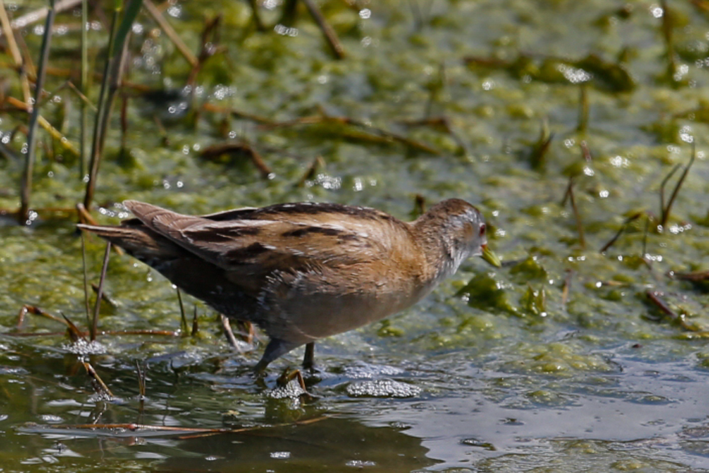 Little Crake