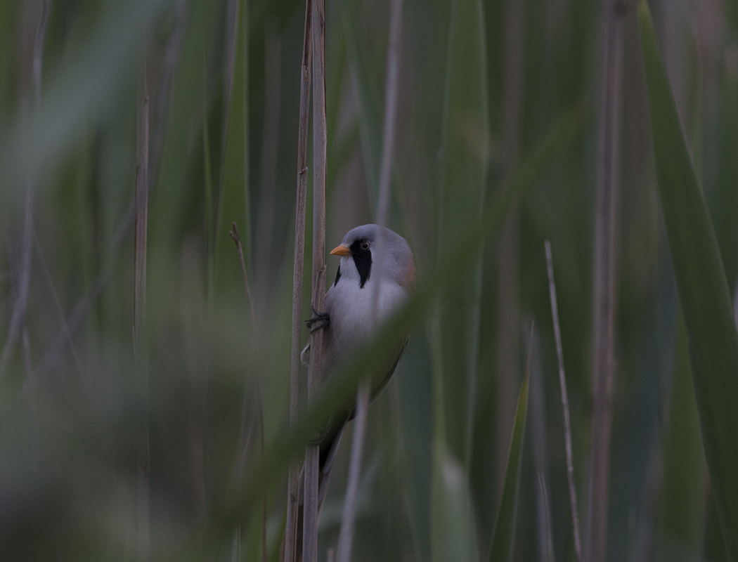 Bearded Reedling
