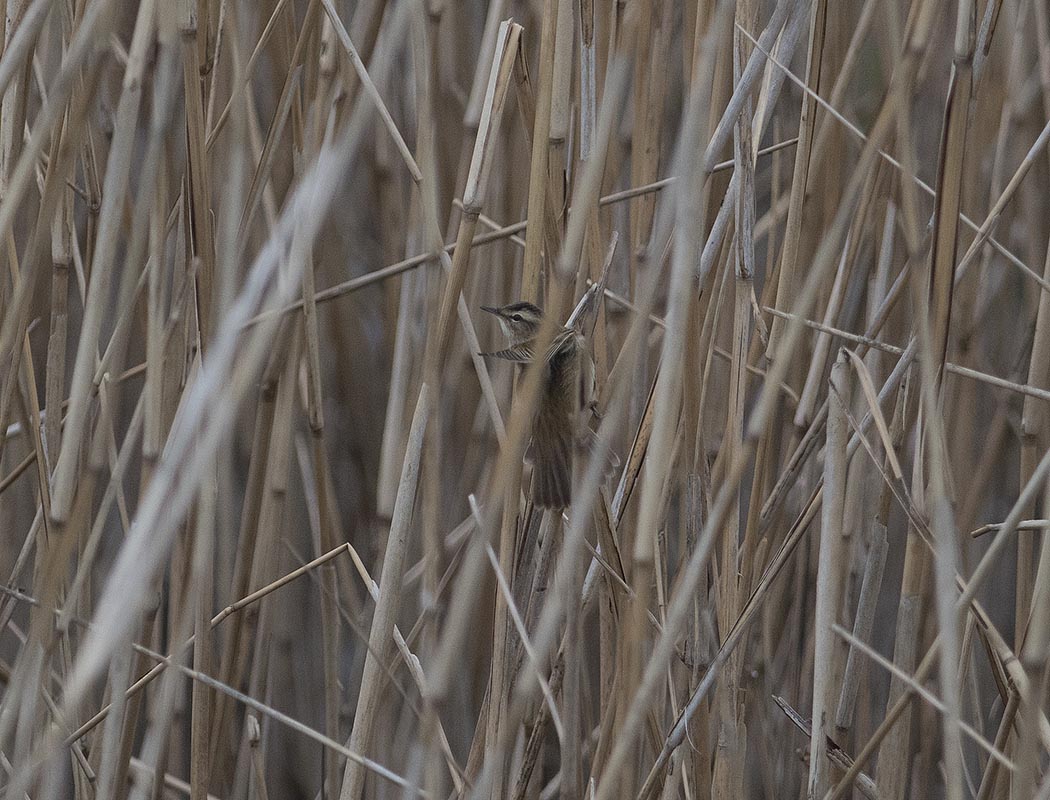 Moustached Warbler