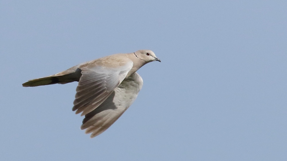 Eurasian Collared Dove