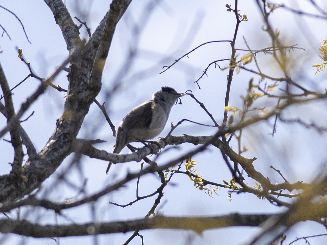 Eurasian Blackcap