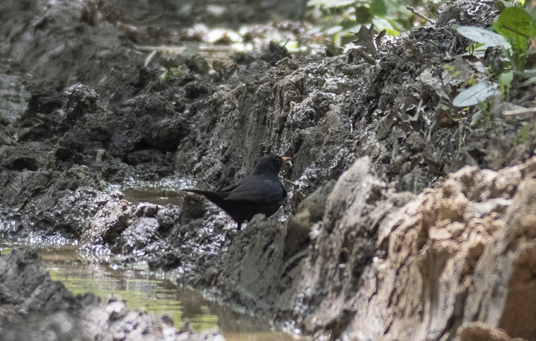 Common Blackbird