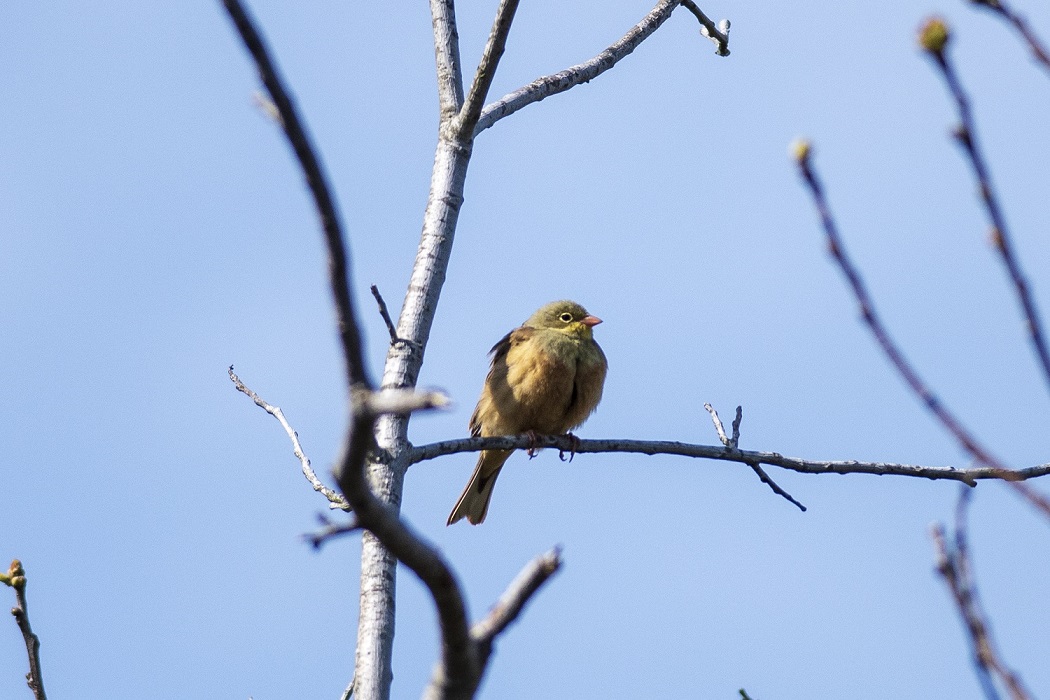Ortolan Bunting