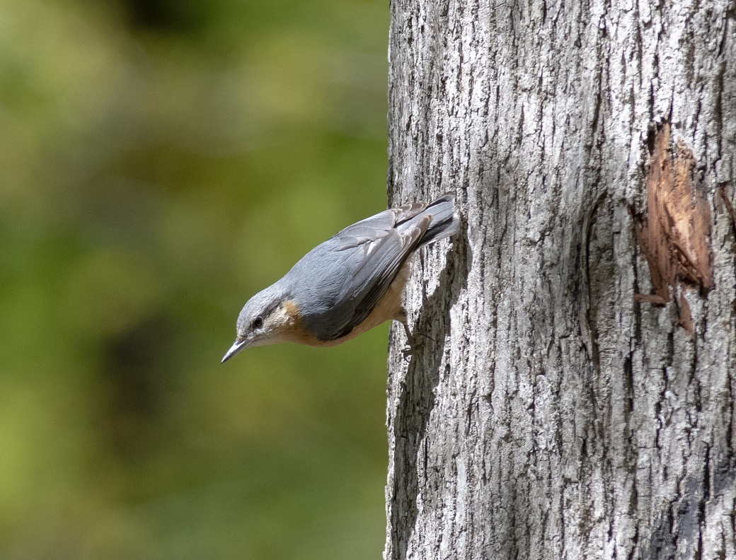 Eurasian Nuthatch