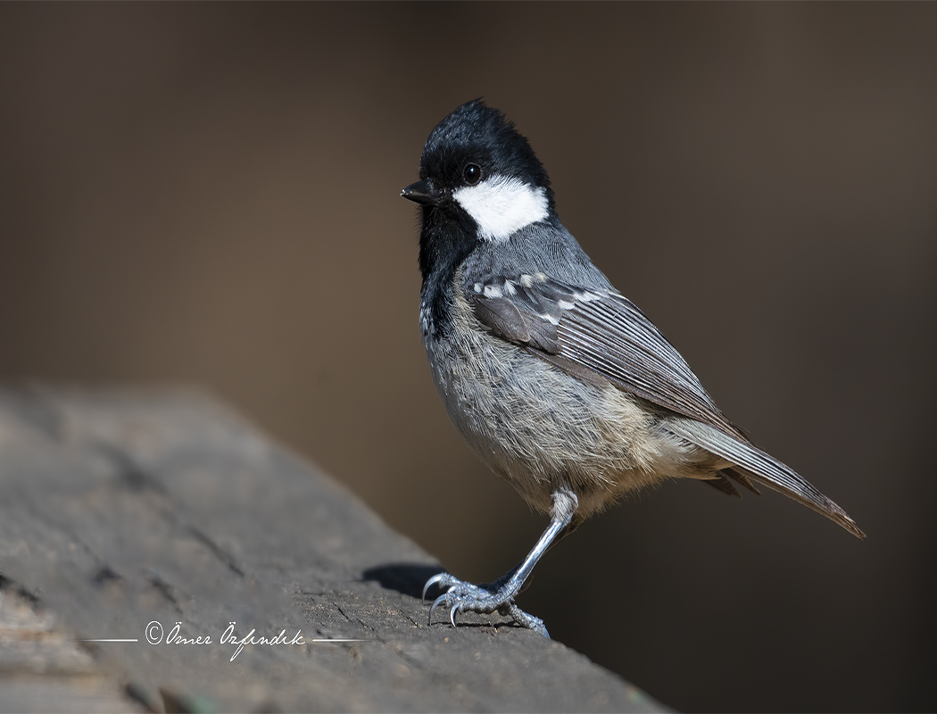 Coal Tit