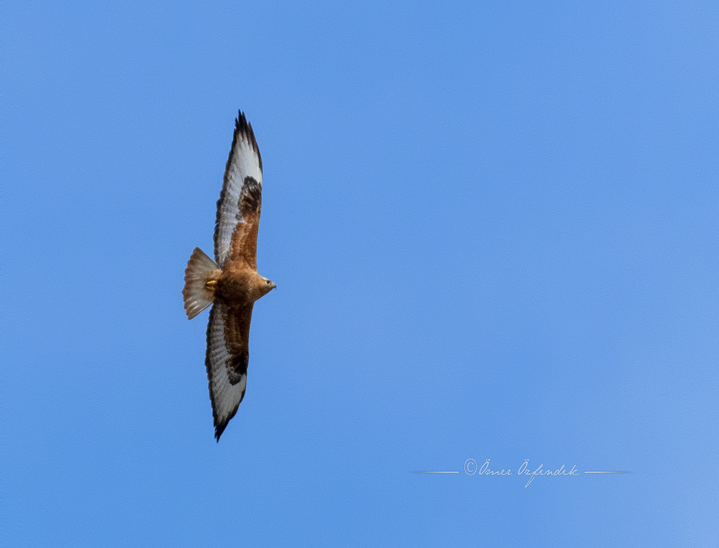 Long-legged Buzzard