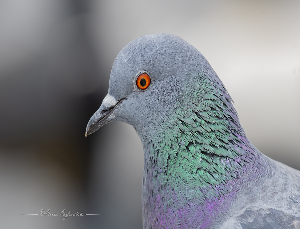 Rock Dove