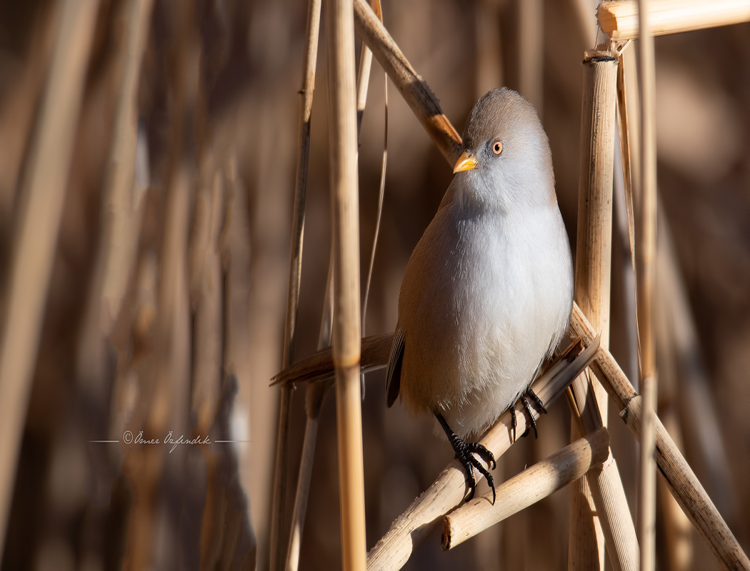 Bearded Reedling