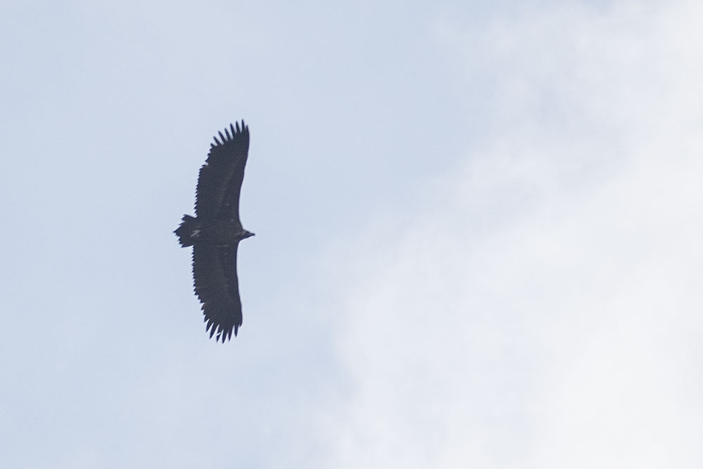 Cinereous Vulture