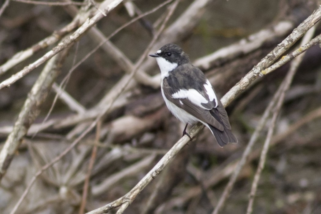 European Pied Flycatcher