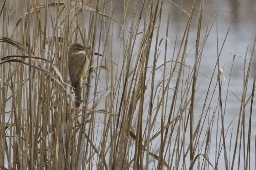 Great Reed Warbler