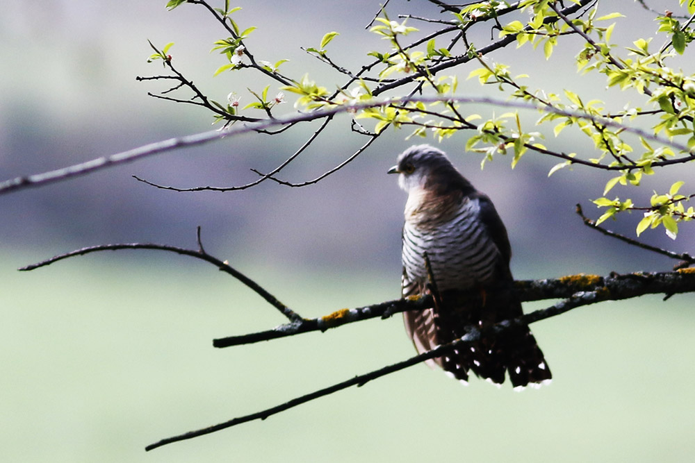 Common Cuckoo