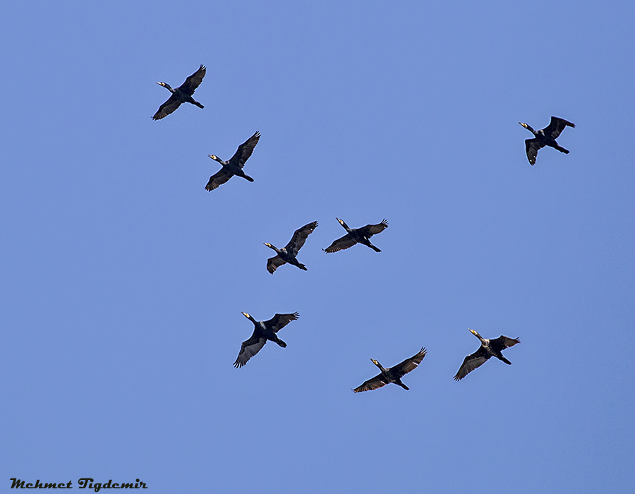 Great Cormorant