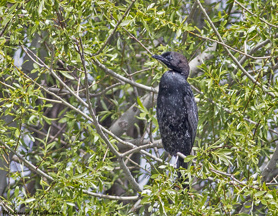 Pygmy Cormorant
