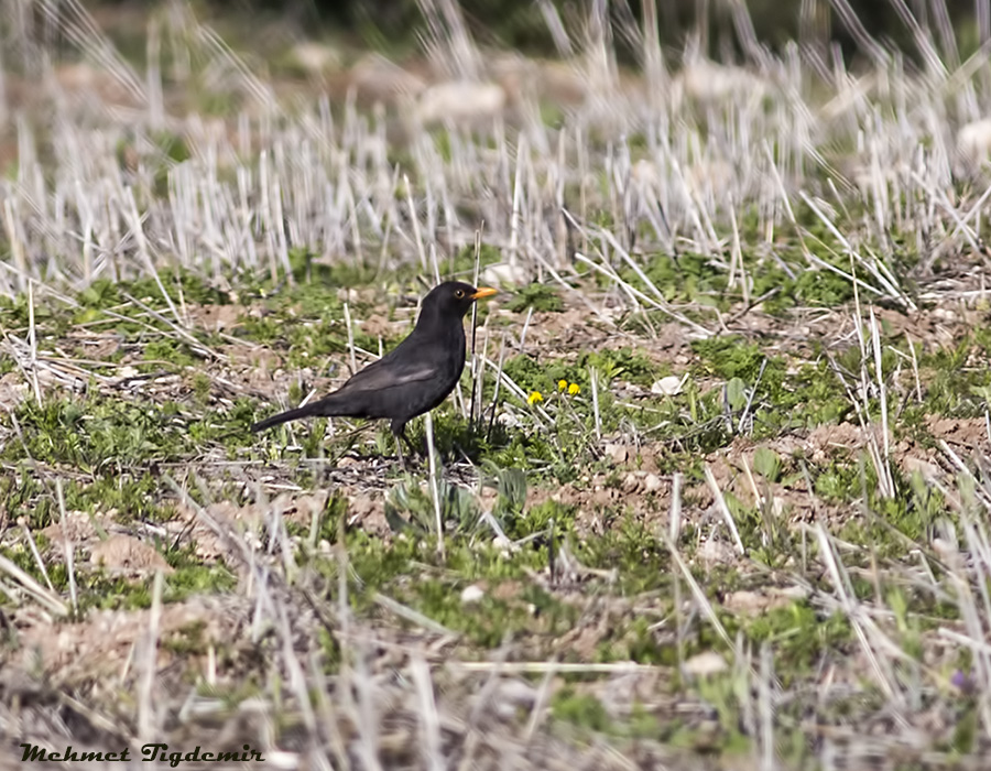 Common Blackbird