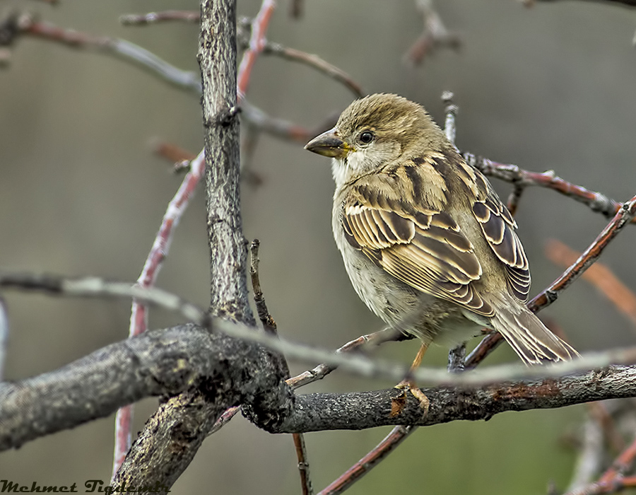 House Sparrow