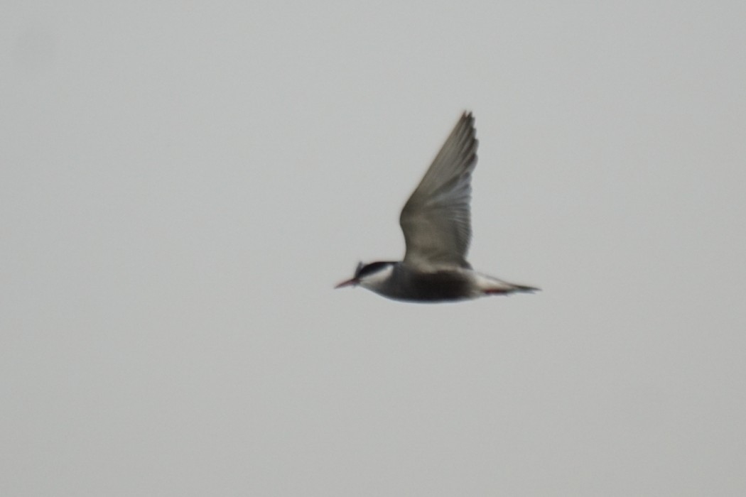 Whiskered Tern