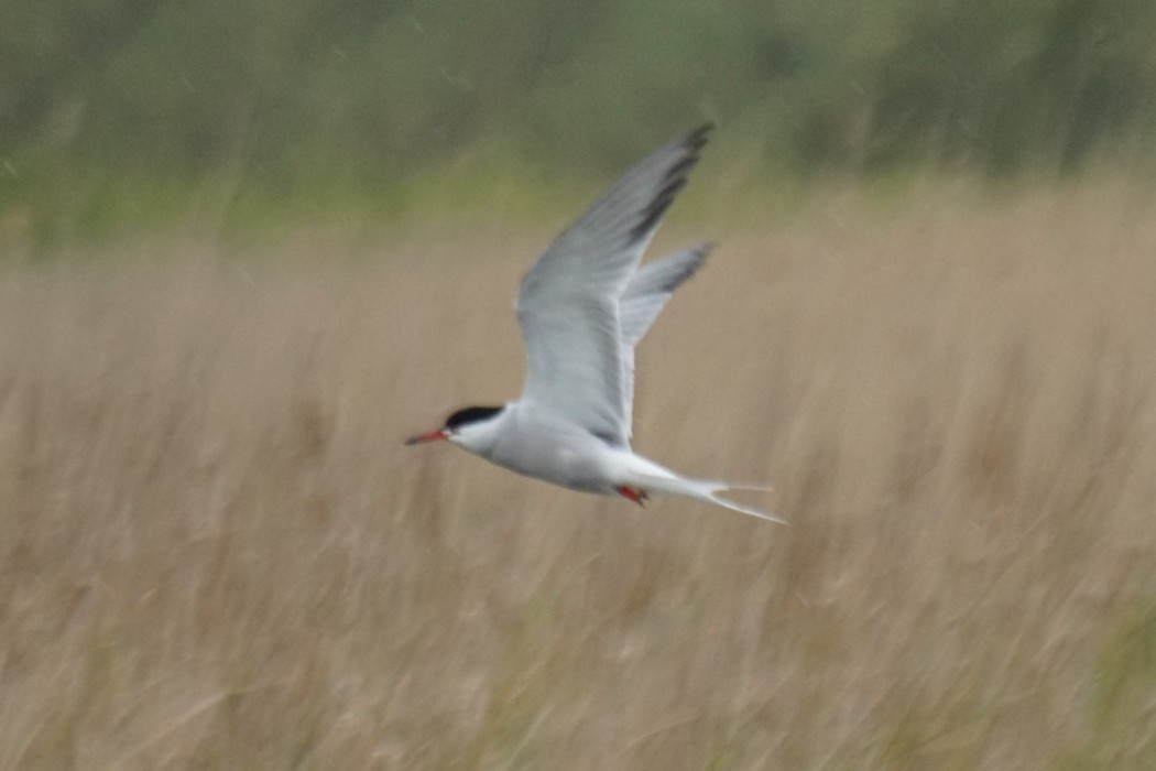 Common Tern