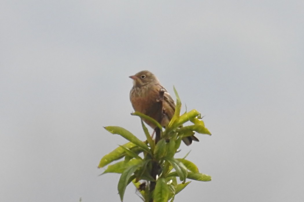 Ortolan Bunting