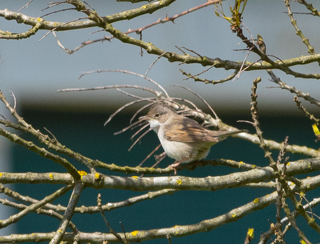 Common Whitethroat