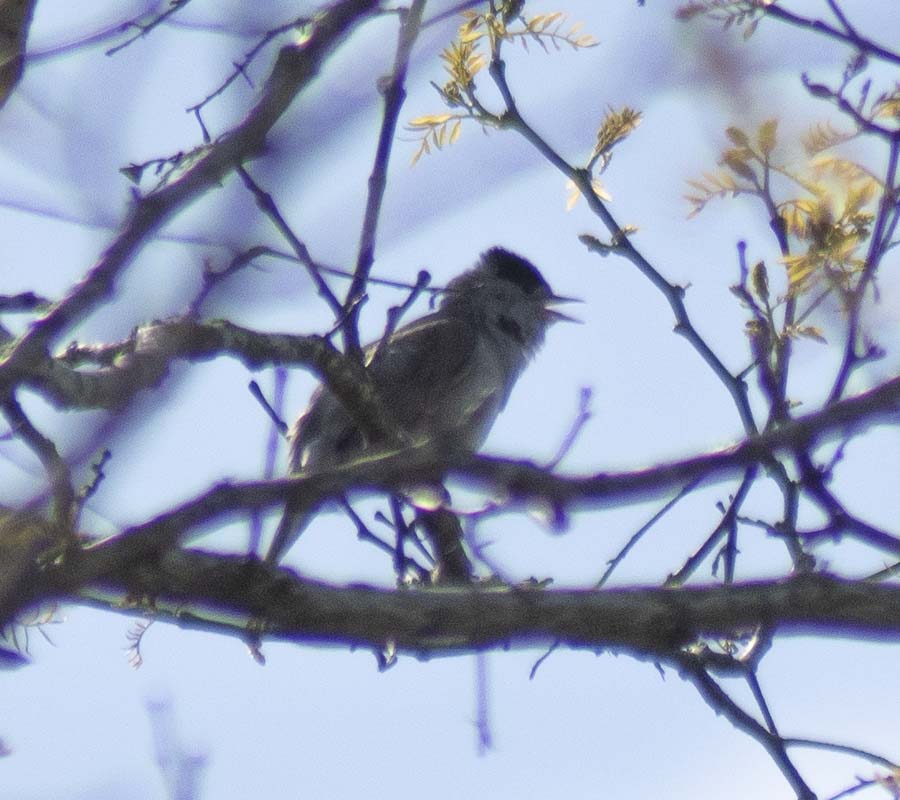 Eurasian Blackcap