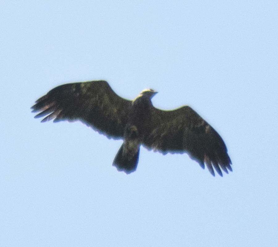 Lesser Spotted Eagle
