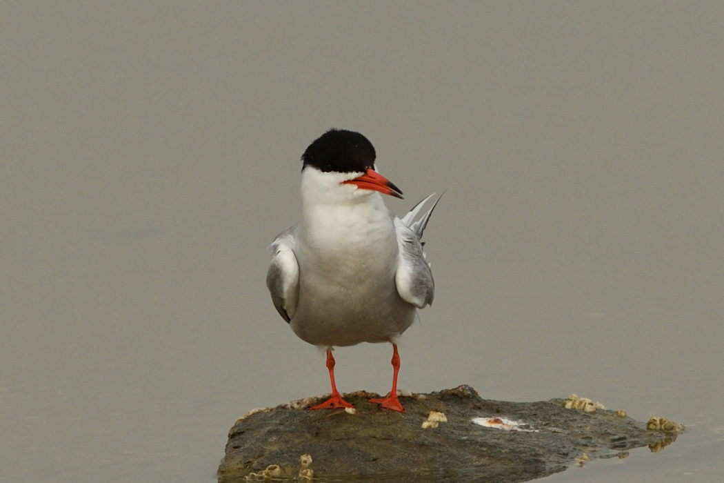 Common Tern