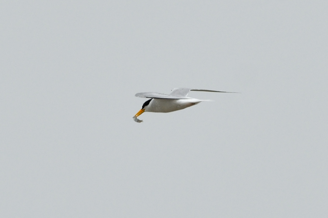 Little Tern