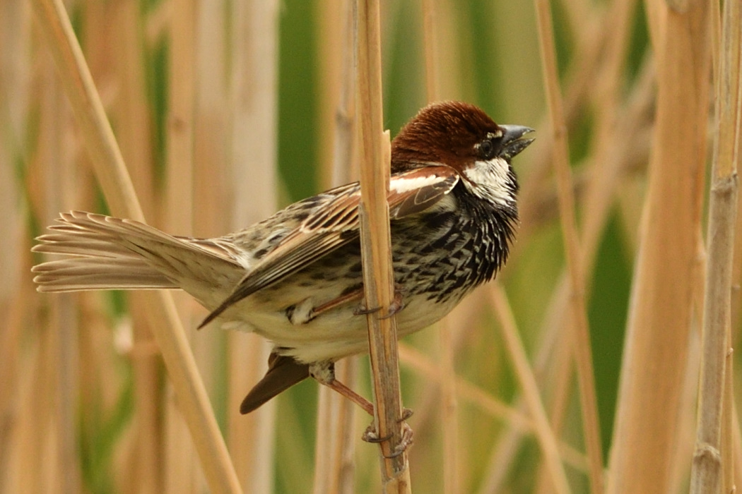 Spanish Sparrow