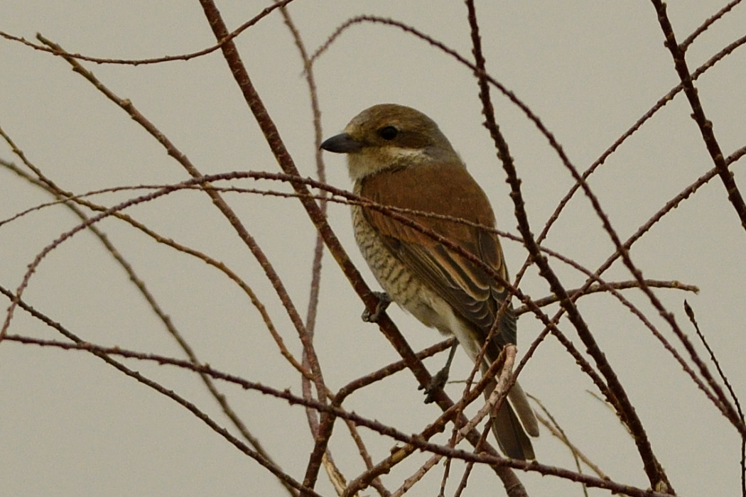 Red-backed Shrike