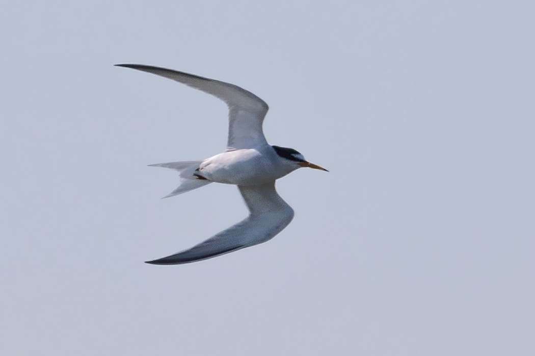Little Tern