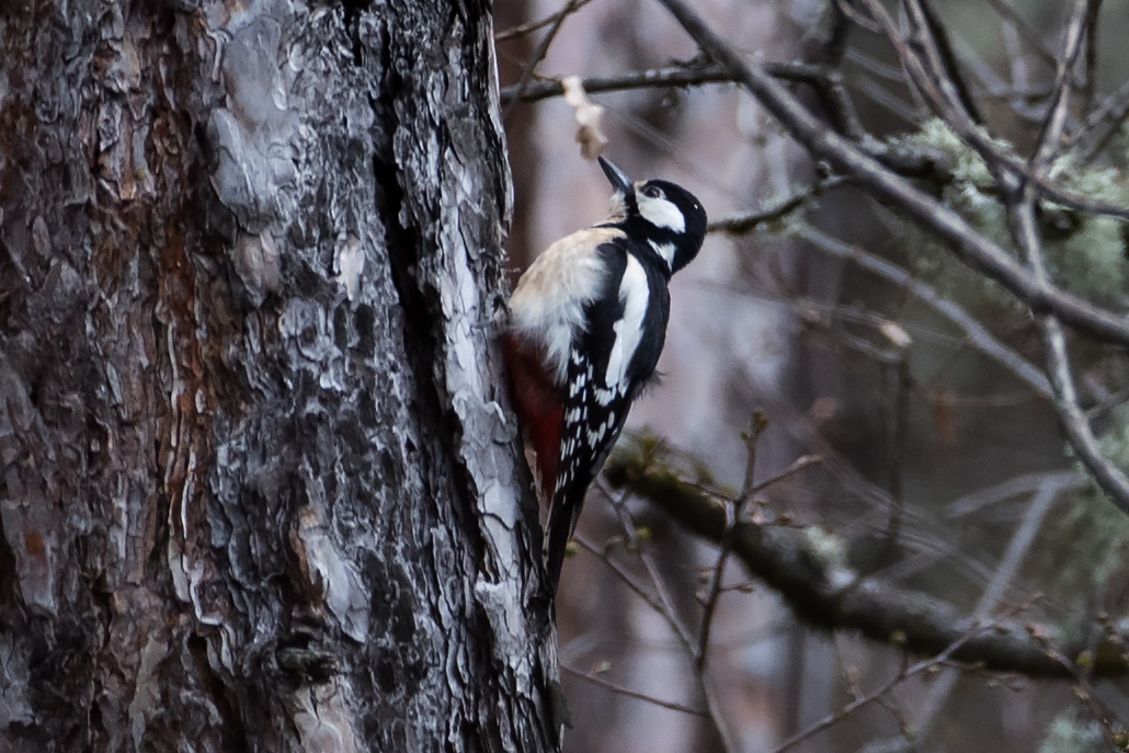Great Spotted Woodpecker