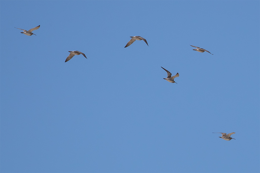 Eurasian Whimbrel