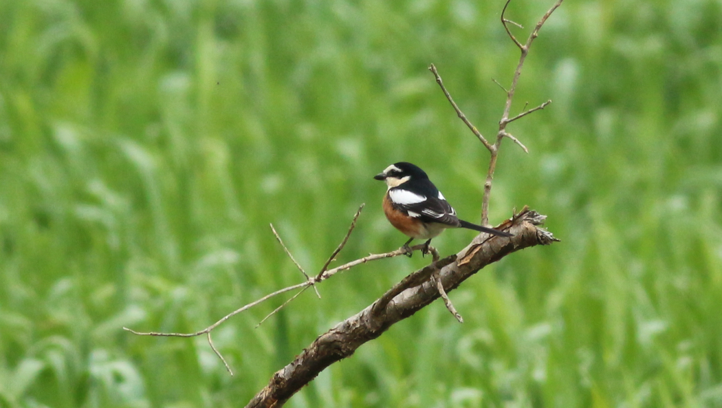 Masked Shrike
