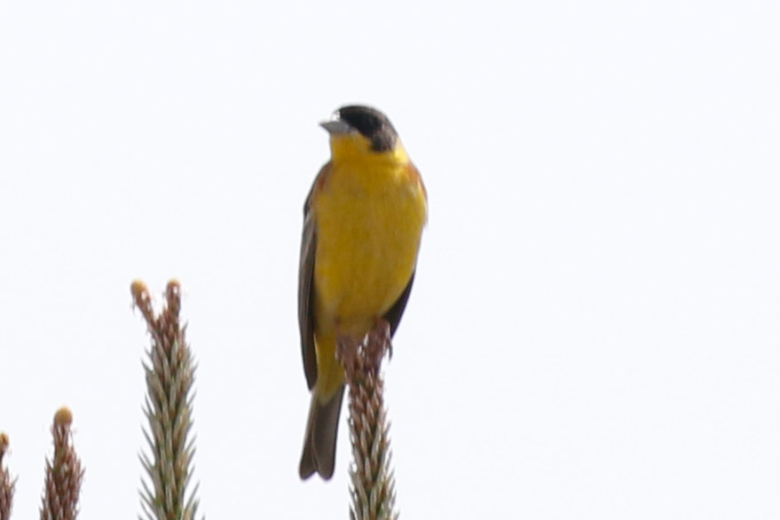 Black-headed Bunting